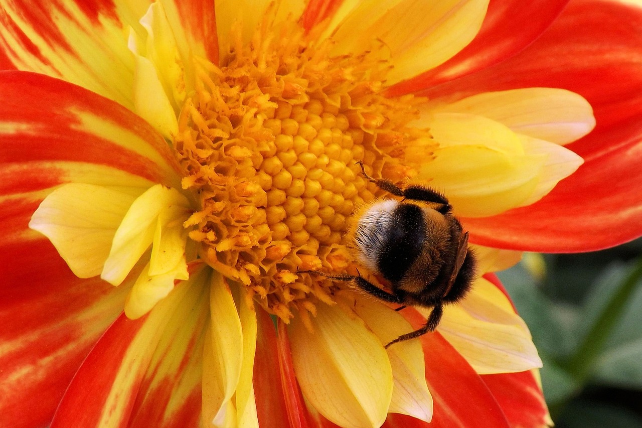 flower blossom bloom free photo