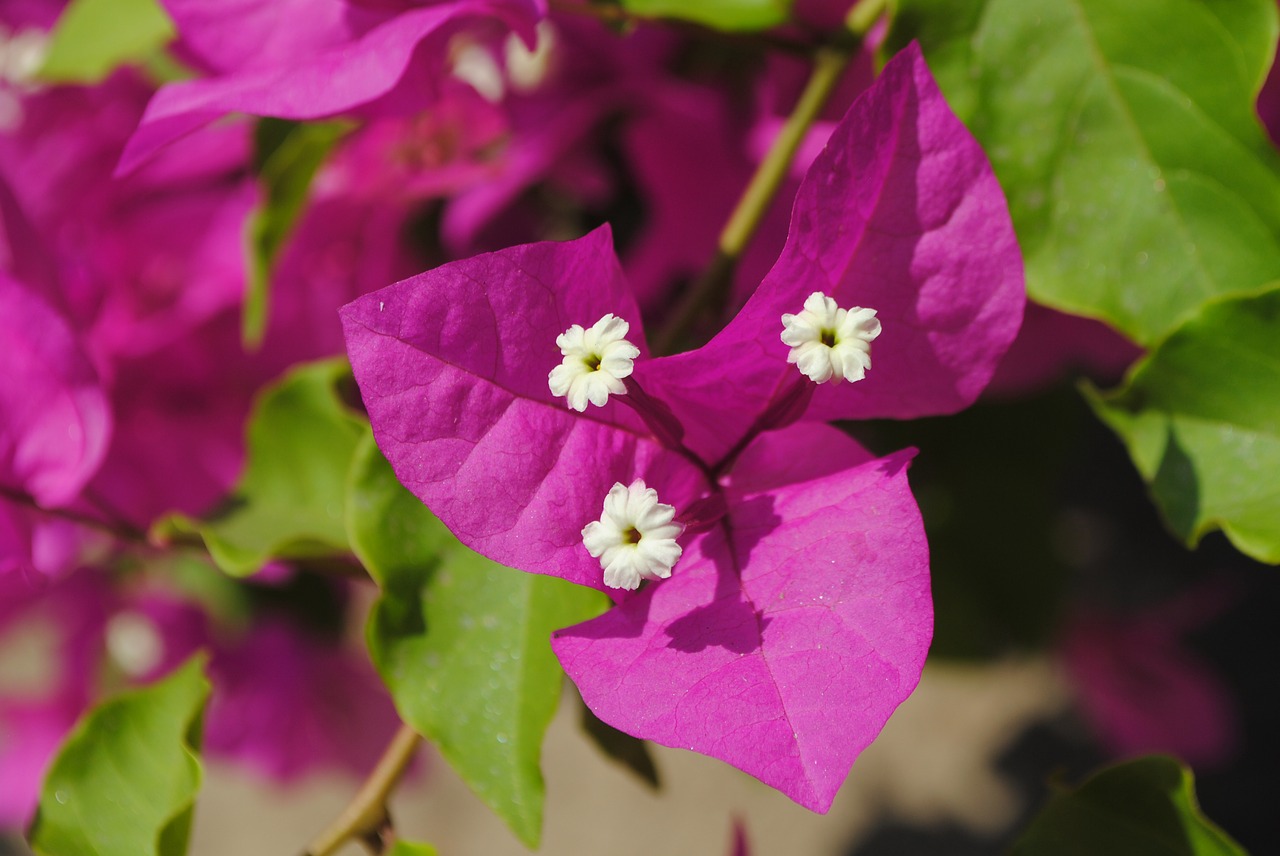 flower plant africa free photo