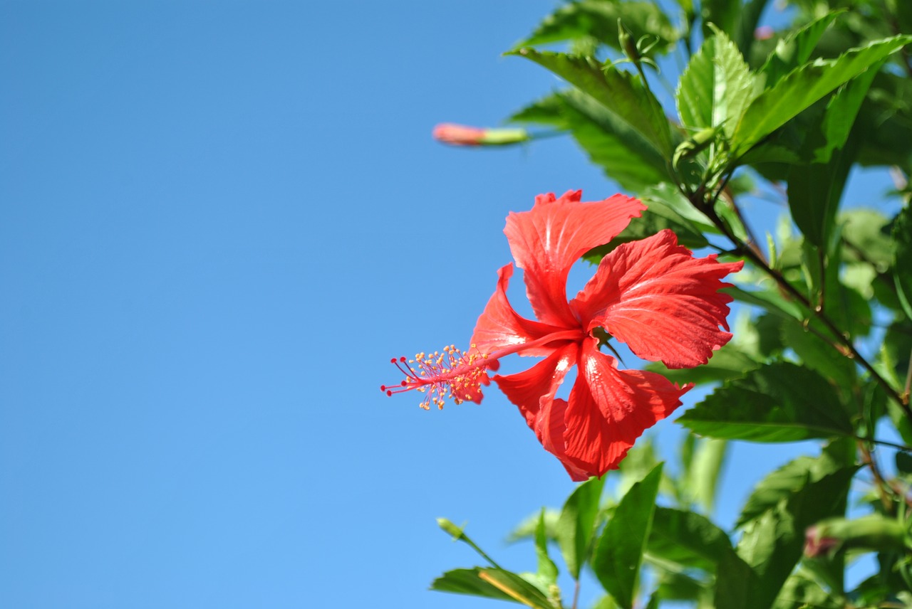 flower plant blossom free photo