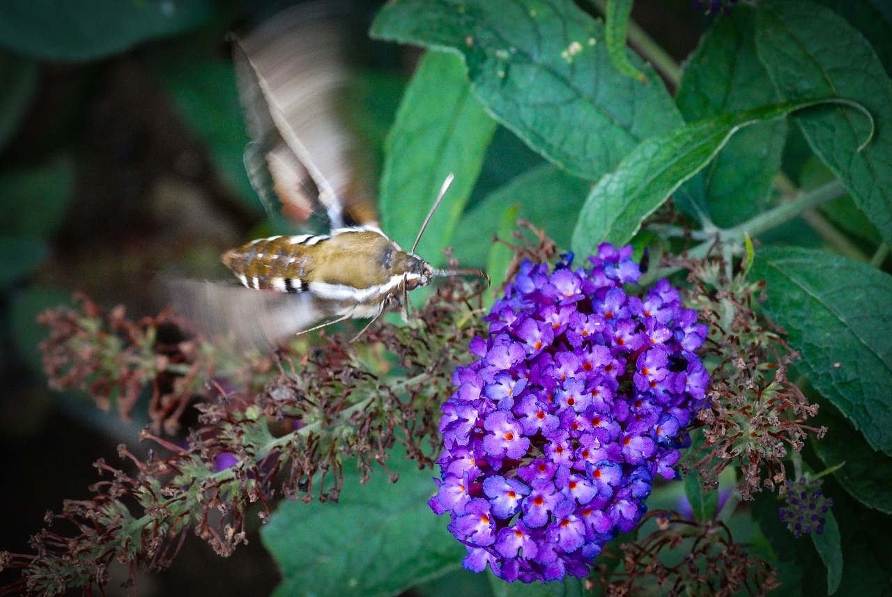 flower purple flower nature free photo