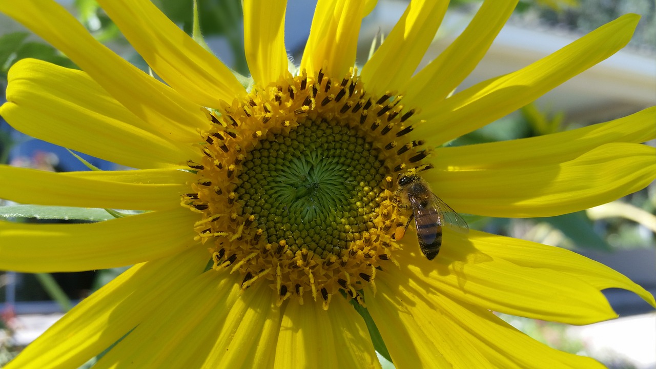 flower bee plant free photo