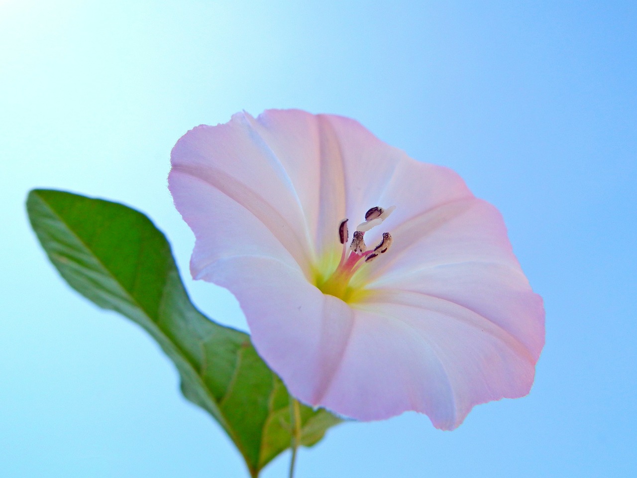 flower bindweed white free photo