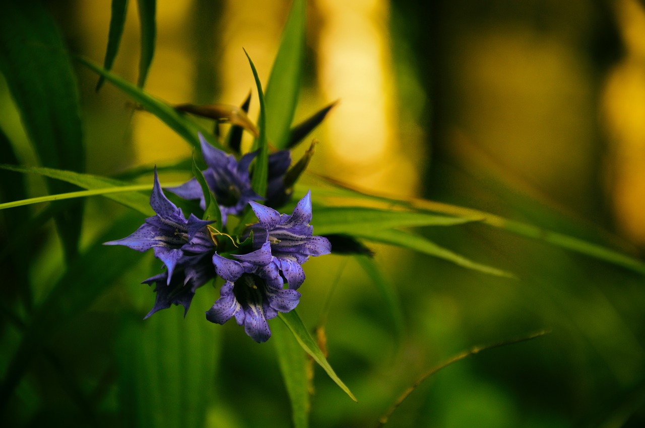 flower plant a garden plant free photo