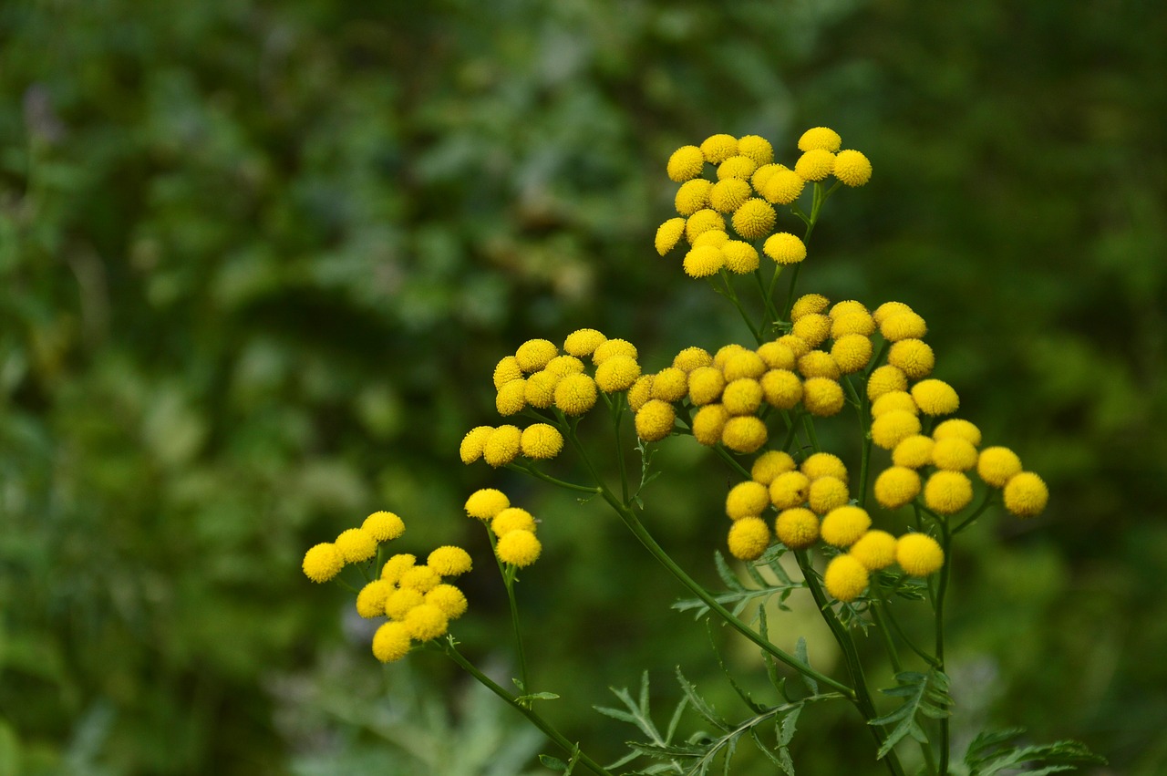 flower plant garden free photo