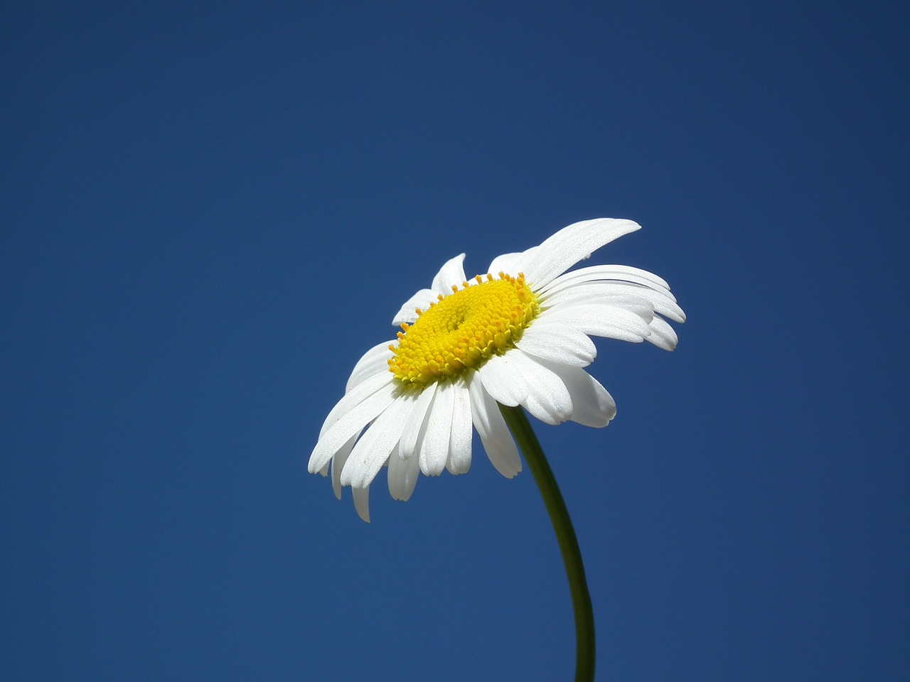 flower daisy white free photo