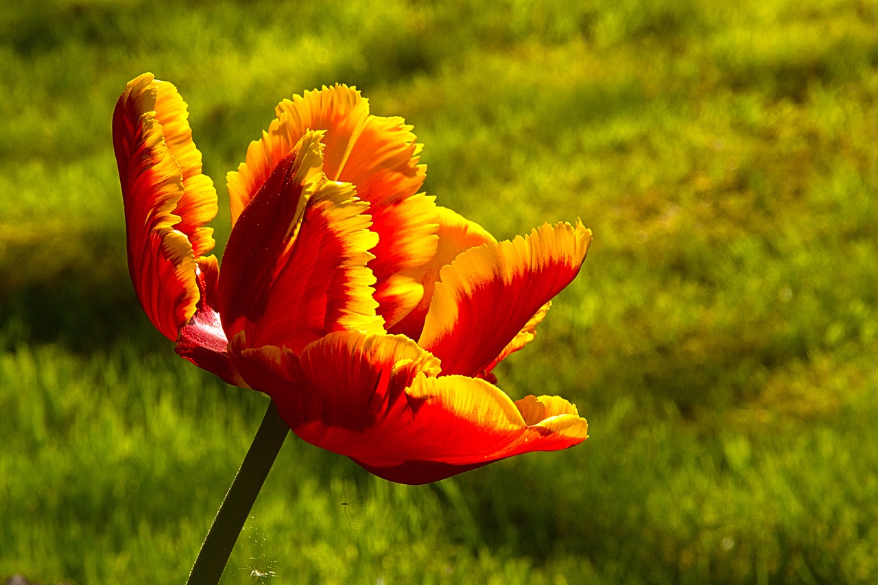 flower plant nature free photo