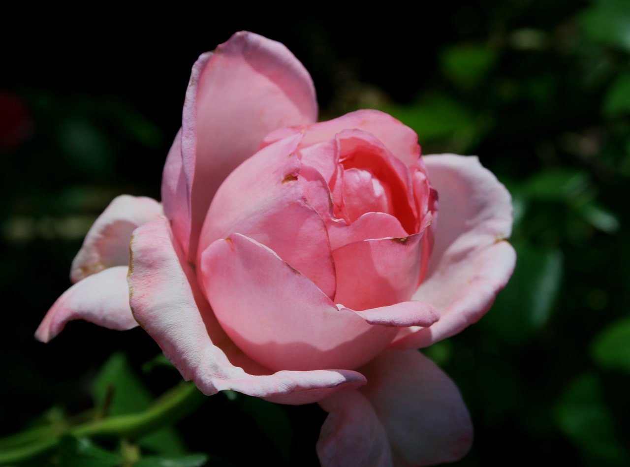 flower bloom bud free photo