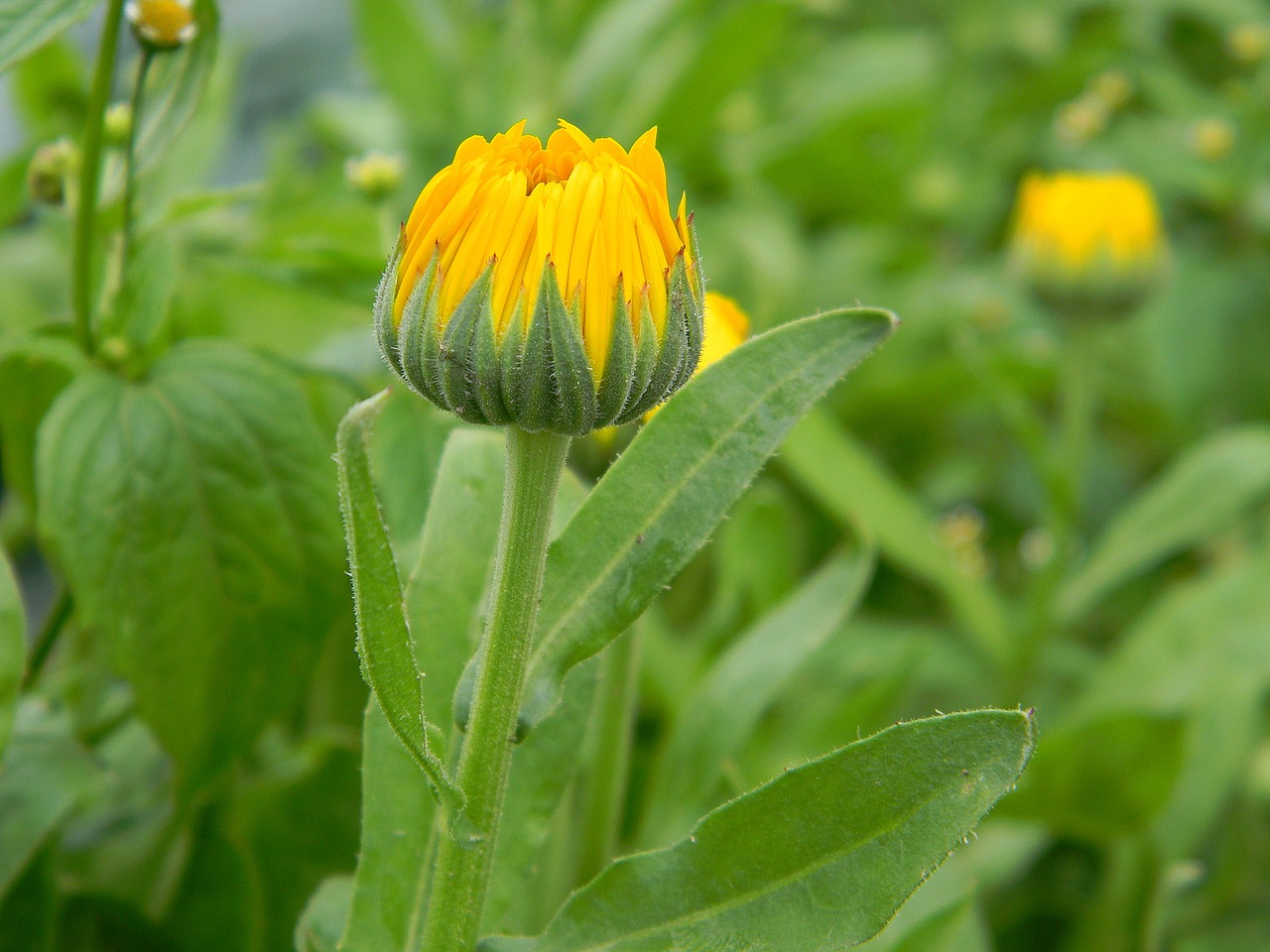 flower bud yellow free photo