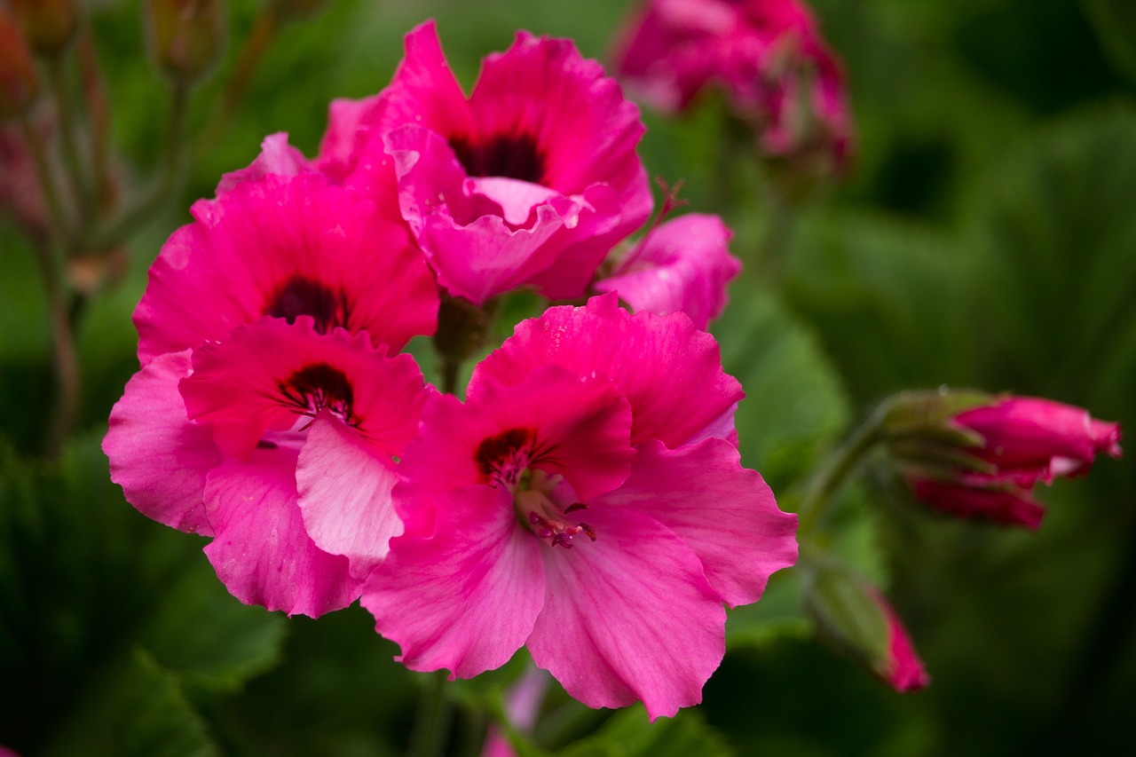 flower plant jar free photo