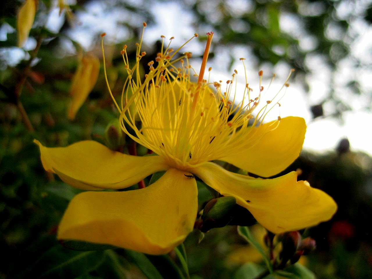 flower bloom yellow free photo
