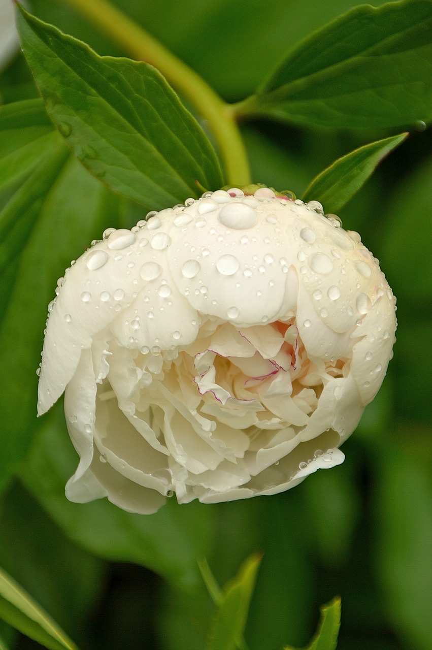 flower white spring free photo