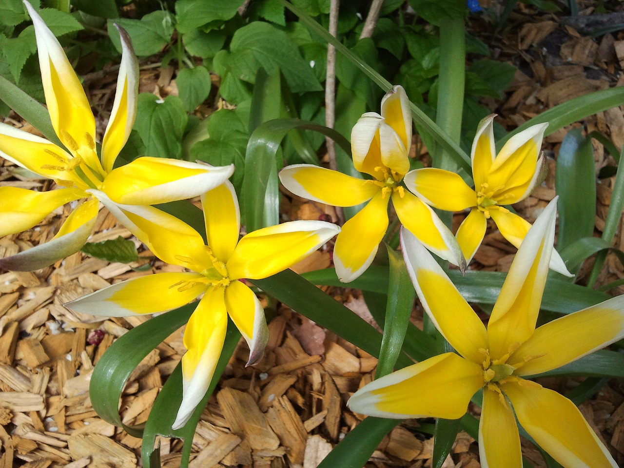 flower spring plant free photo