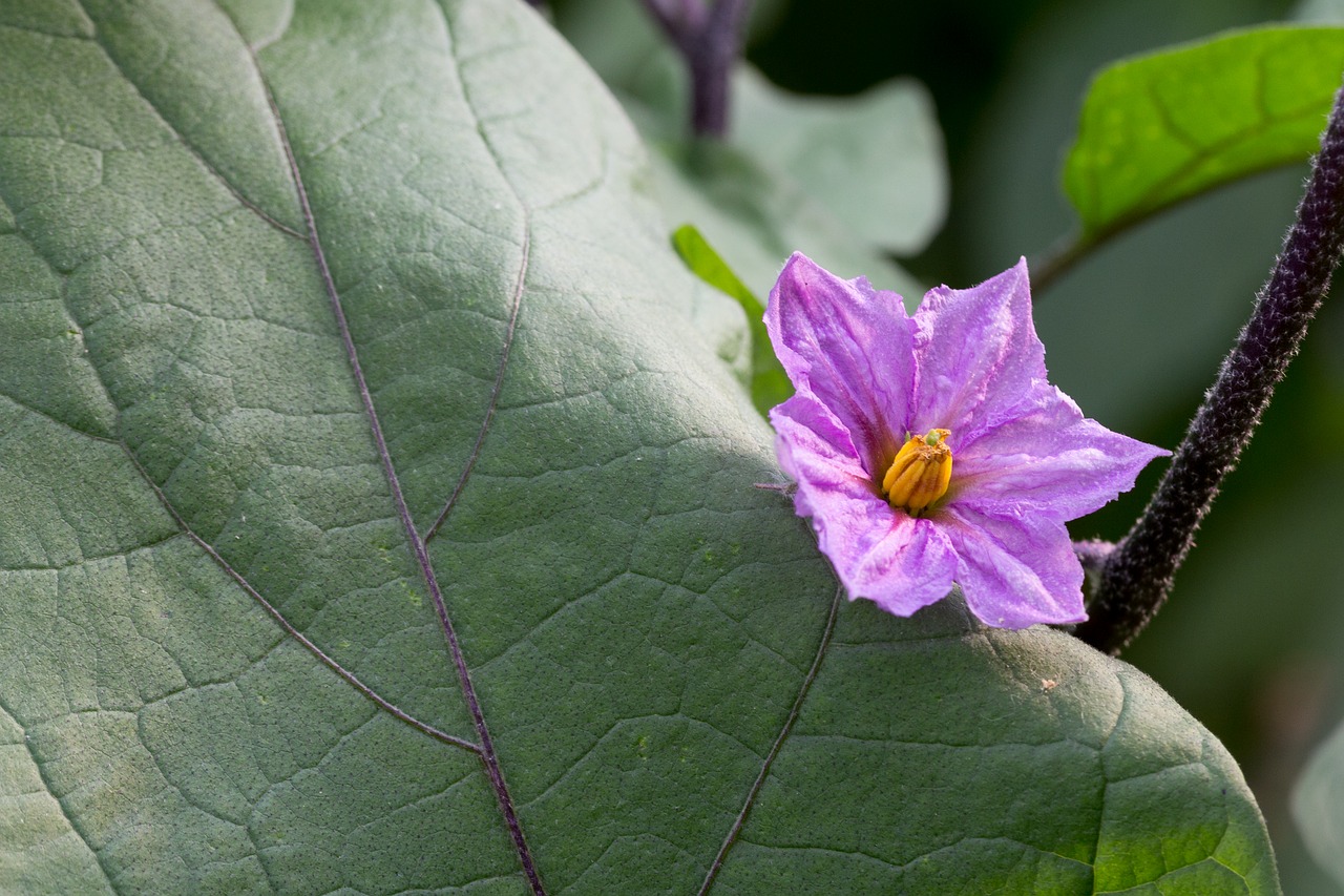 flower eggplant leaf free photo