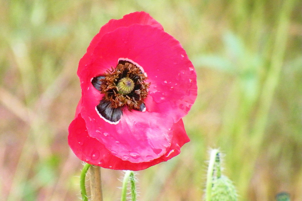 flower blossom bloom free photo