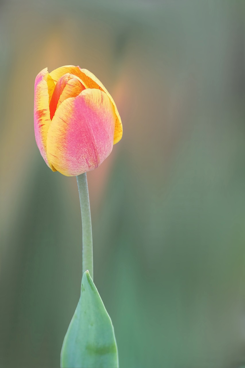 flower blossom bloom free photo