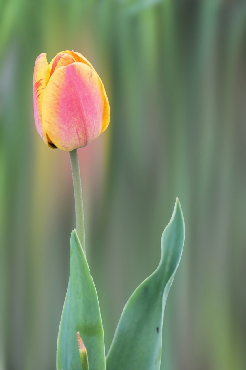 flower blossom bloom free photo