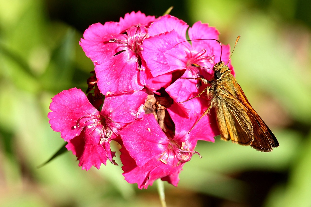 flower blossom bloom free photo