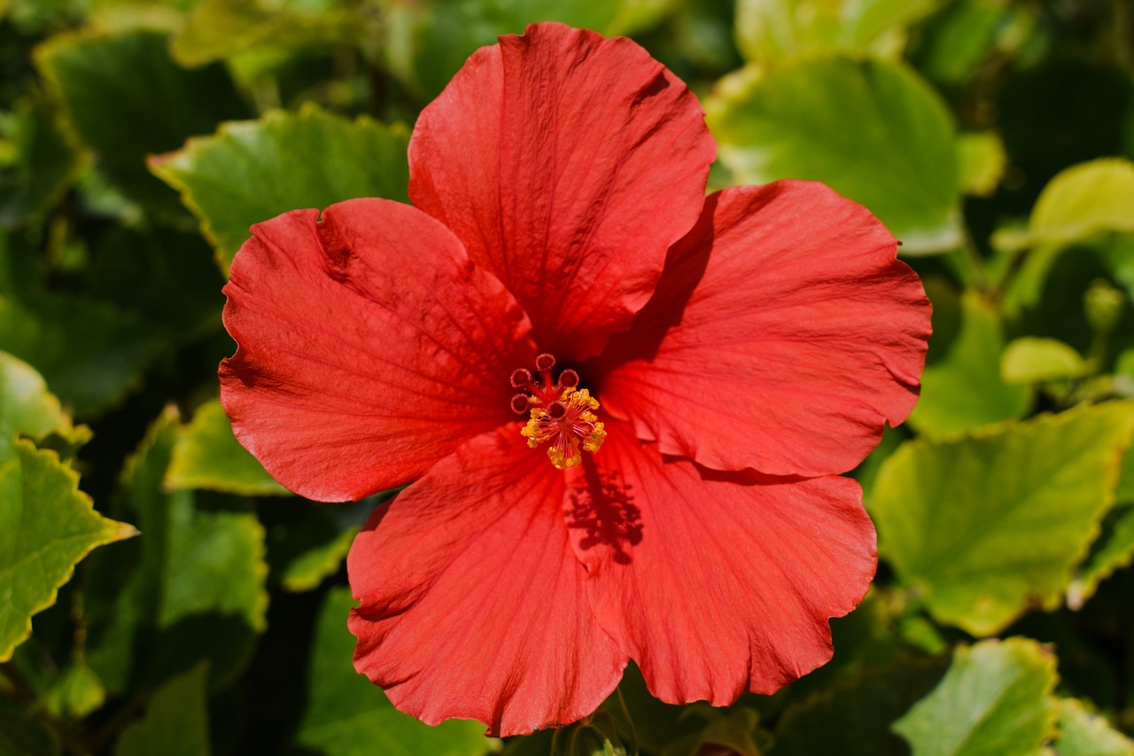 flower red nature free photo