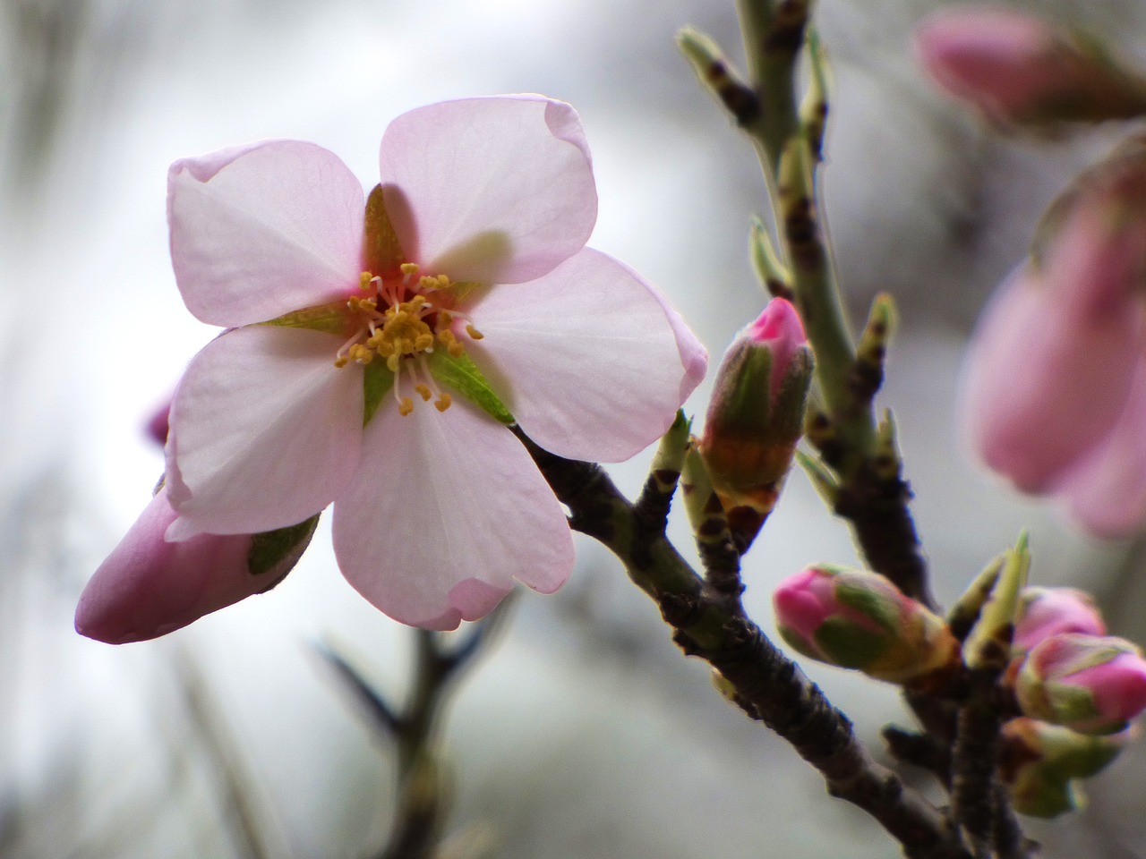 flower almond tree florir free photo