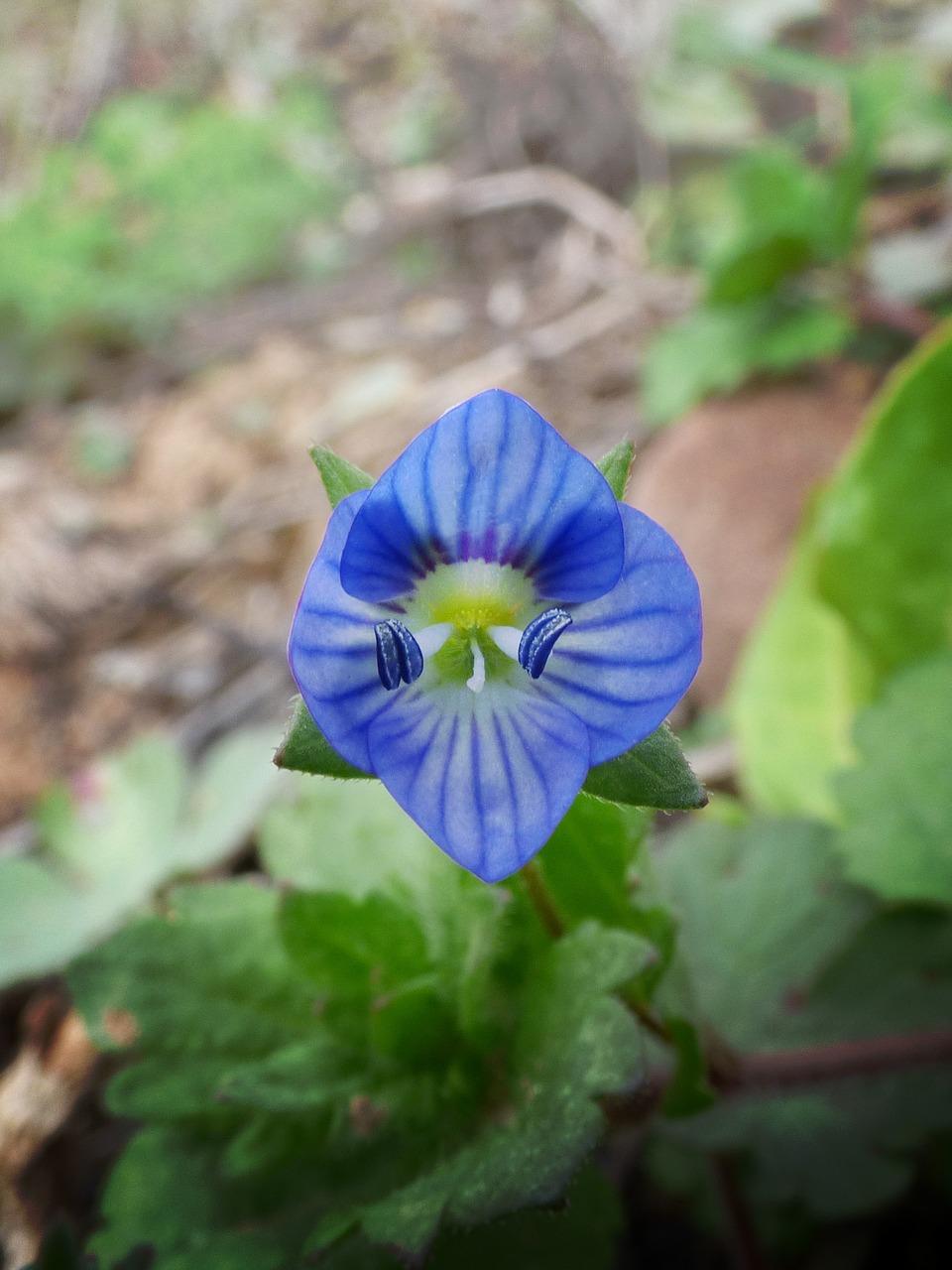 flower detail small free photo