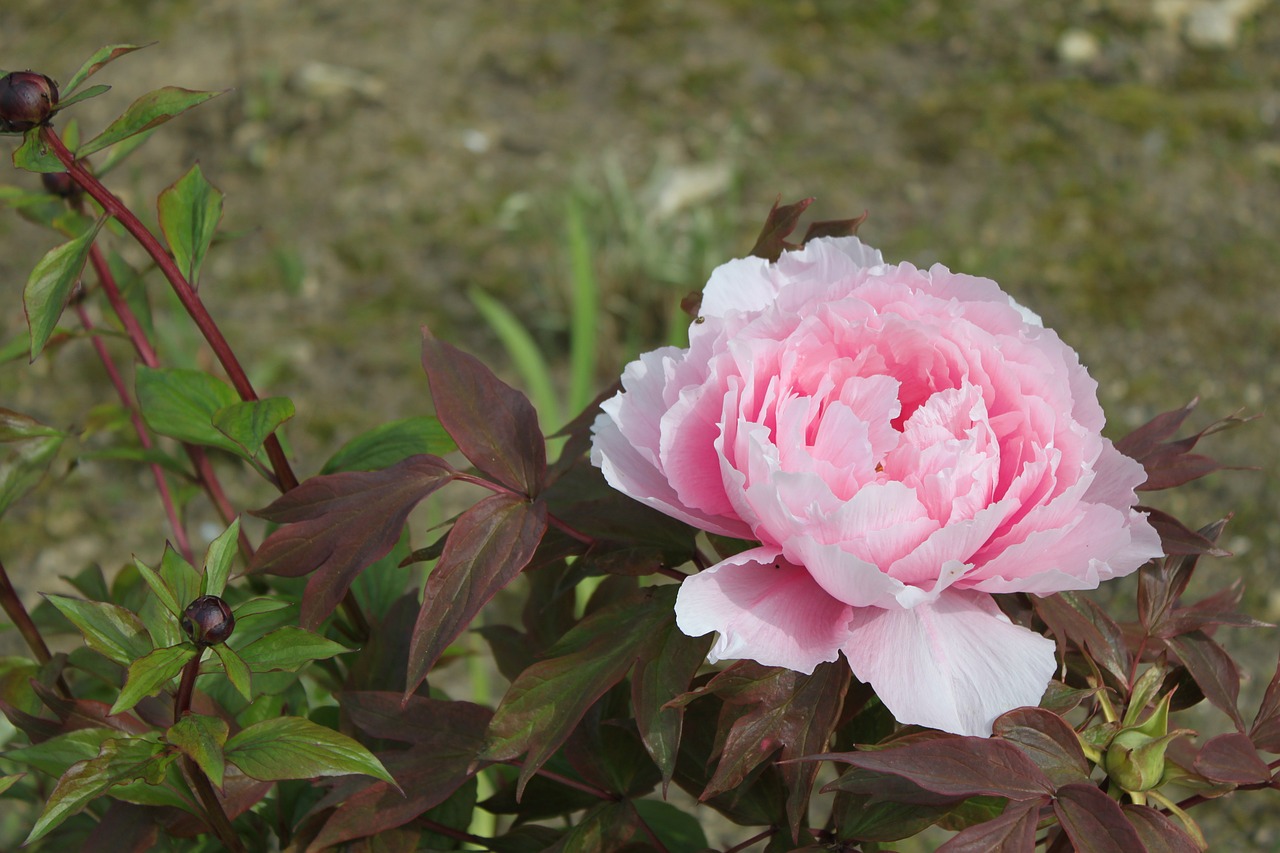 flower flora color pink free photo