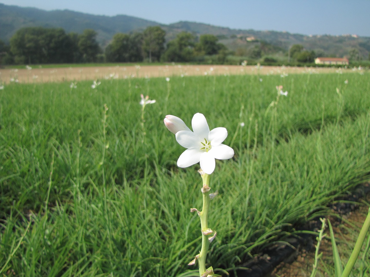 flower plant tuberose free photo