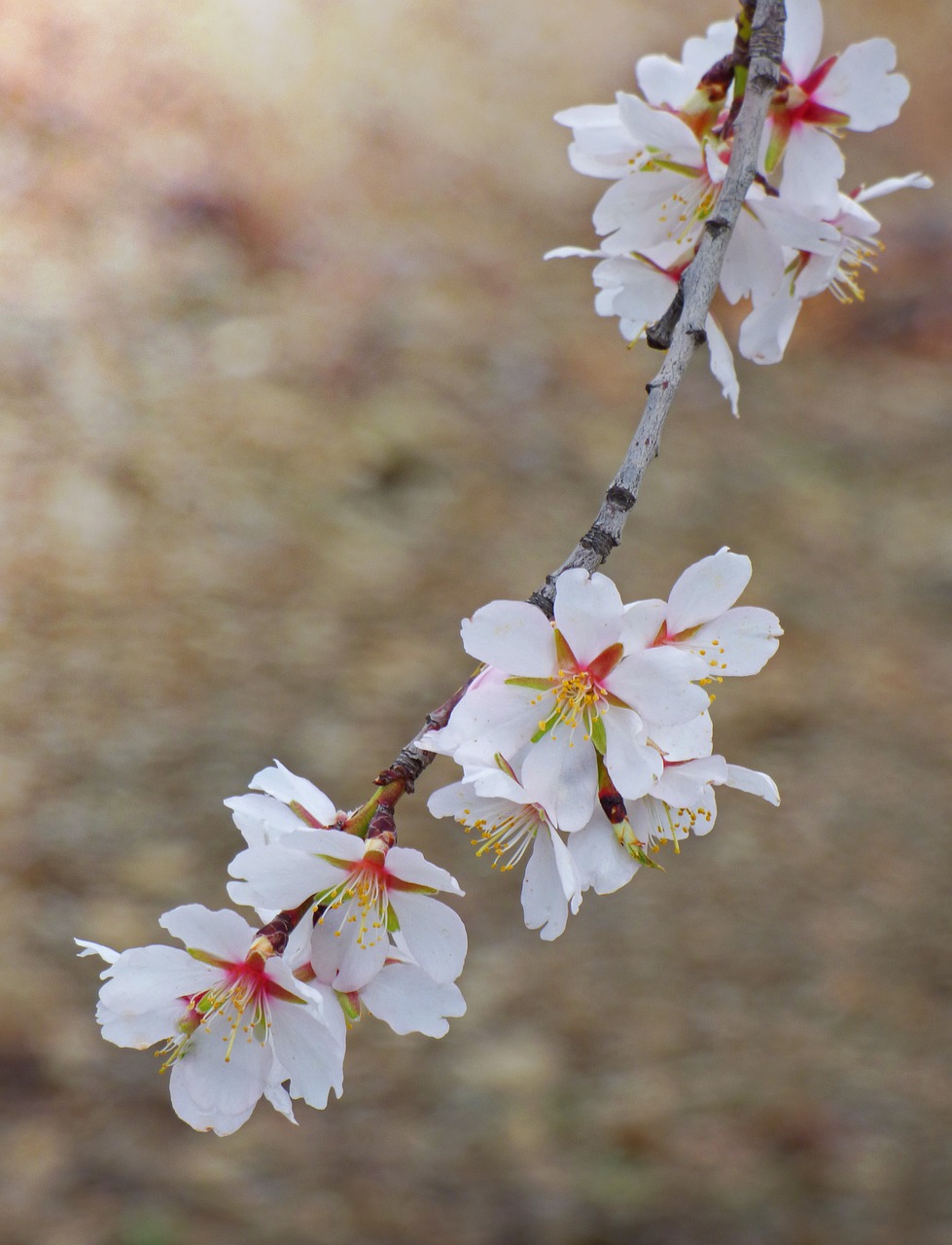 flower flowery branch almond tree free photo