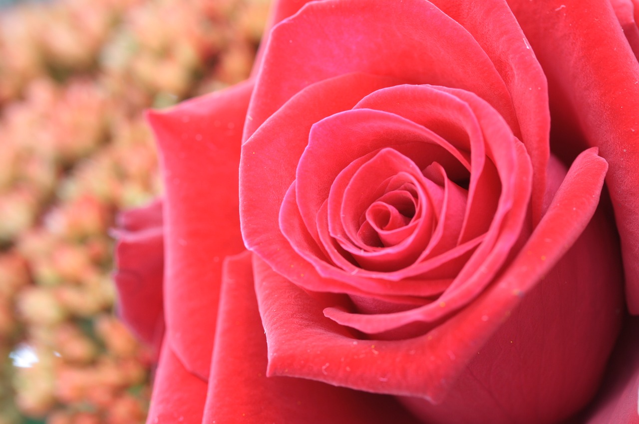 flower red macro free photo