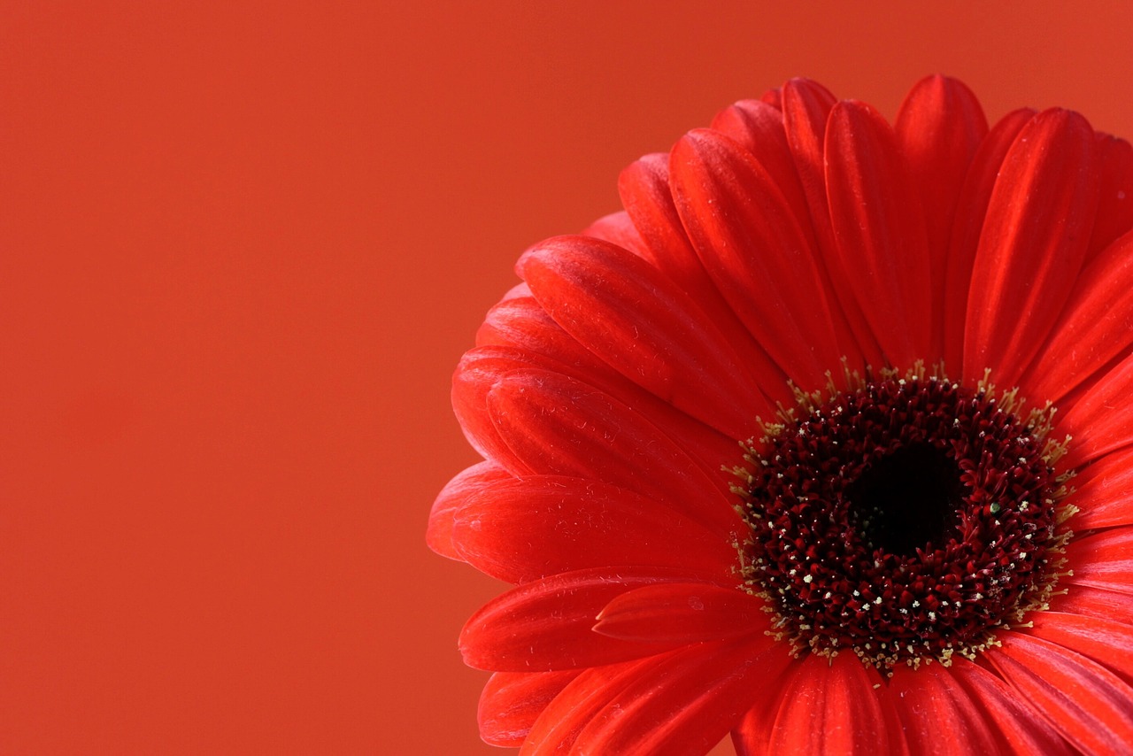 flower red flower gerbera free photo