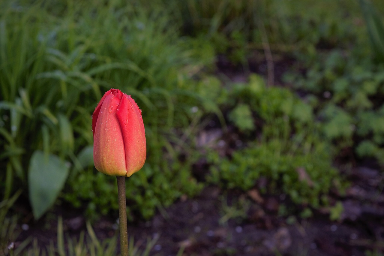 flower garden park free photo