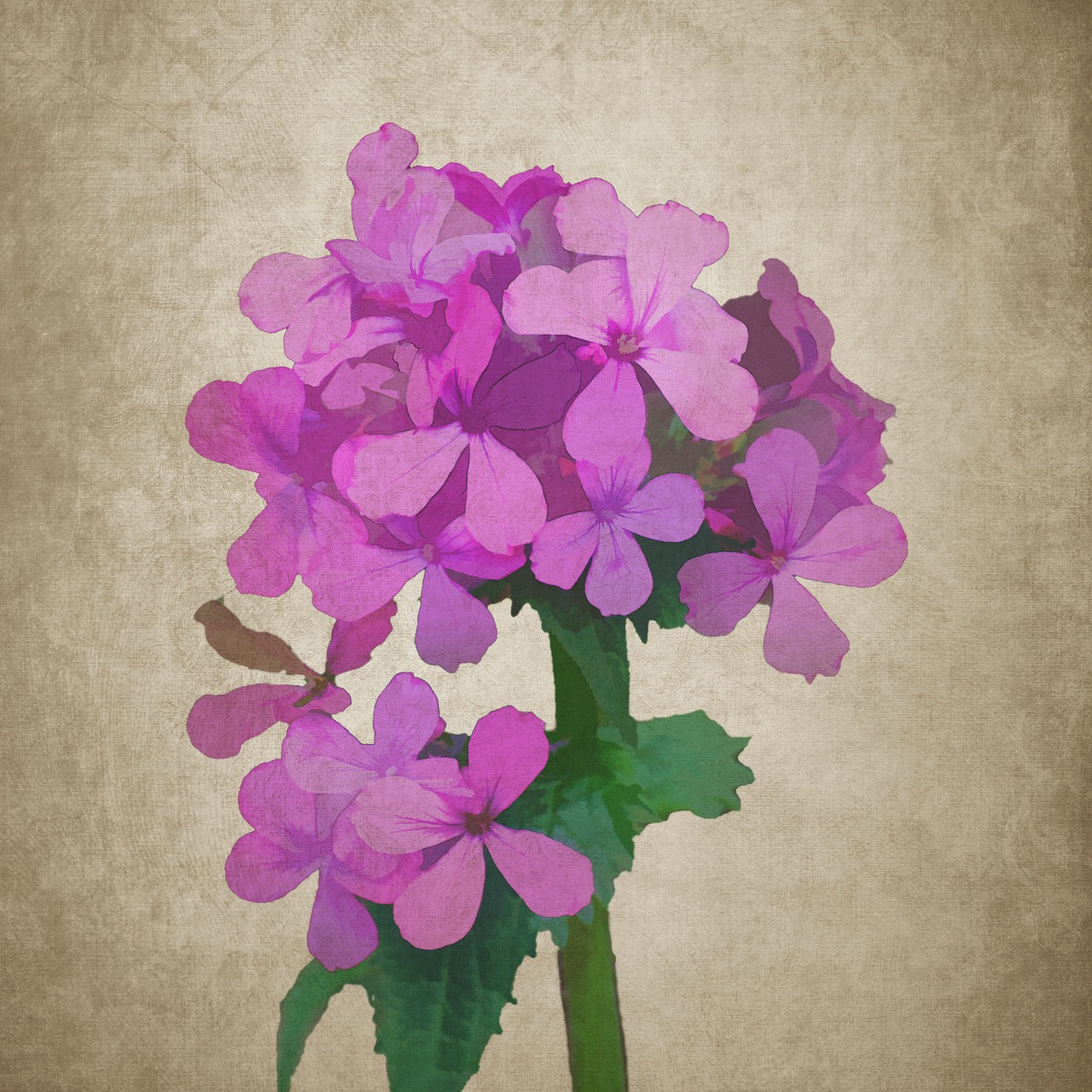 flower flowers phlox free photo