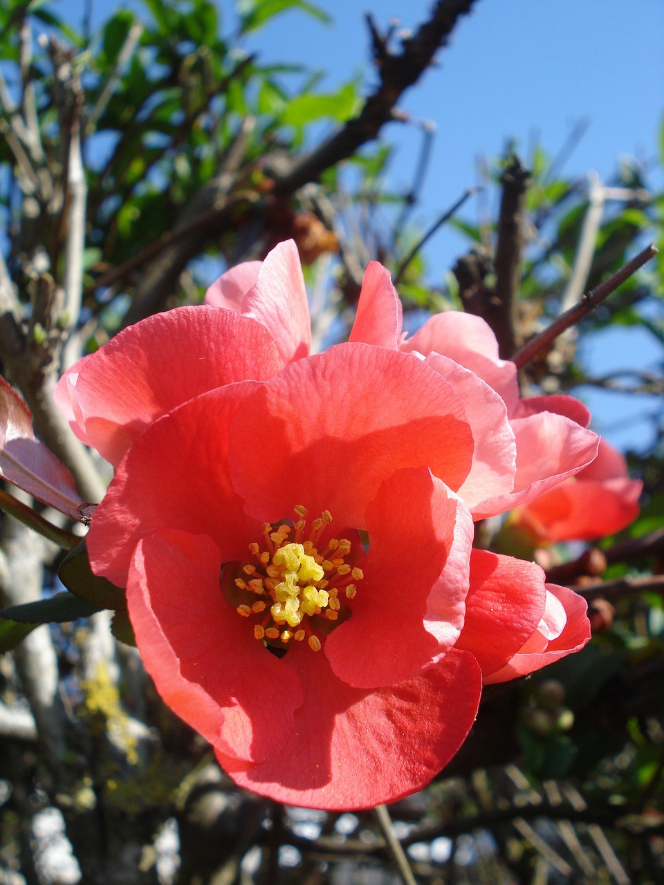 flower red flowering free photo