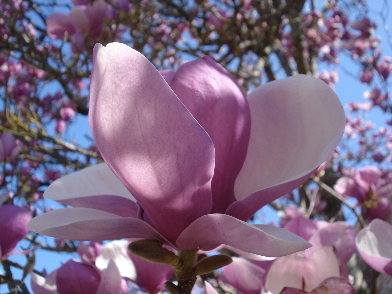 flower magnolias spring free photo