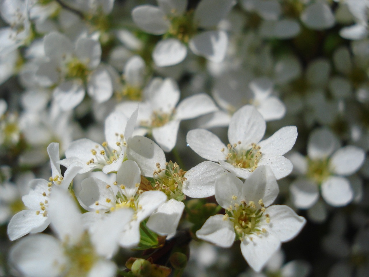 flower flowering white free photo