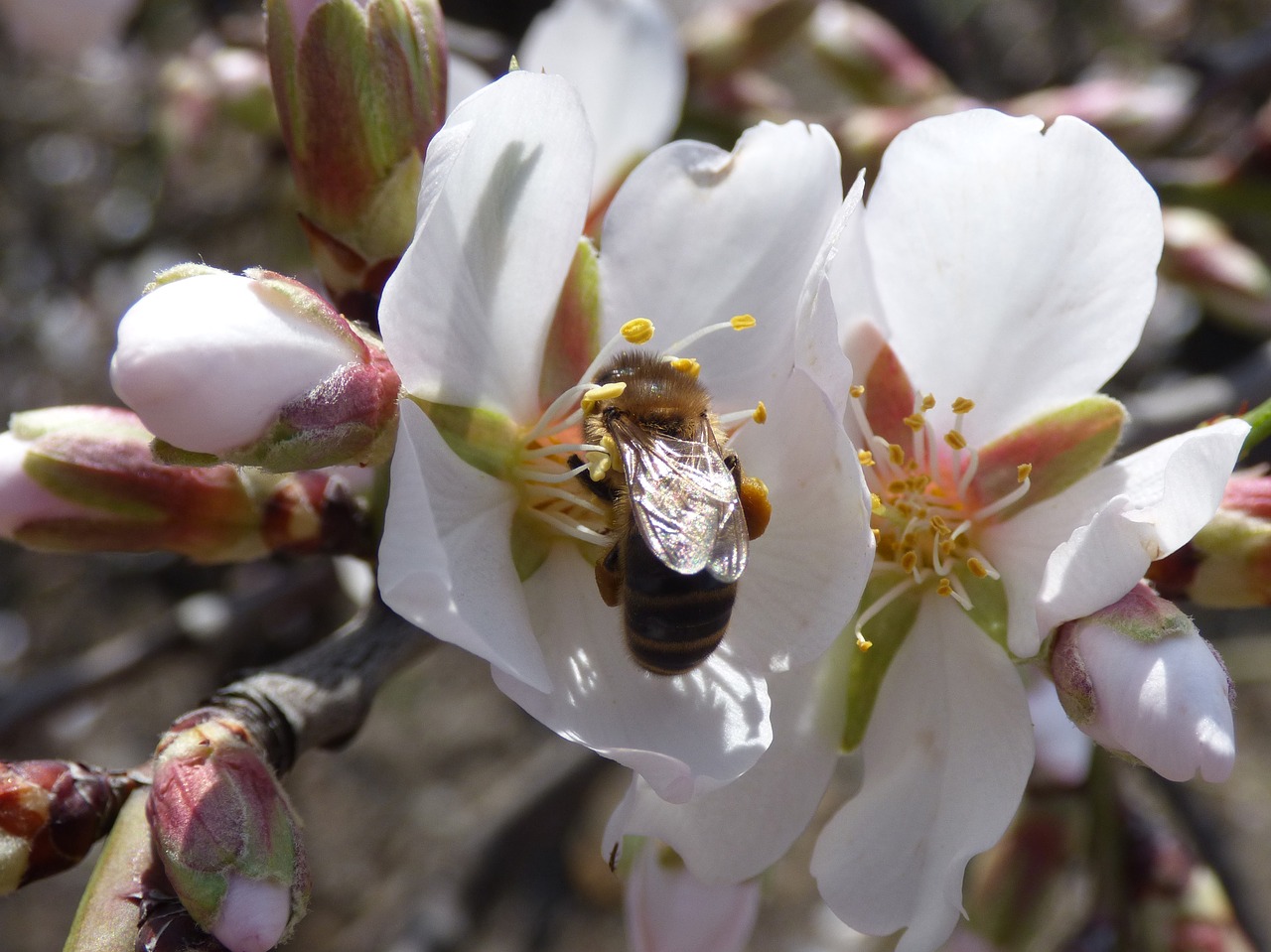 flower almond tree almond flower free photo