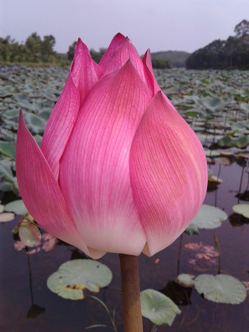 flower lotus flowers nice free photo