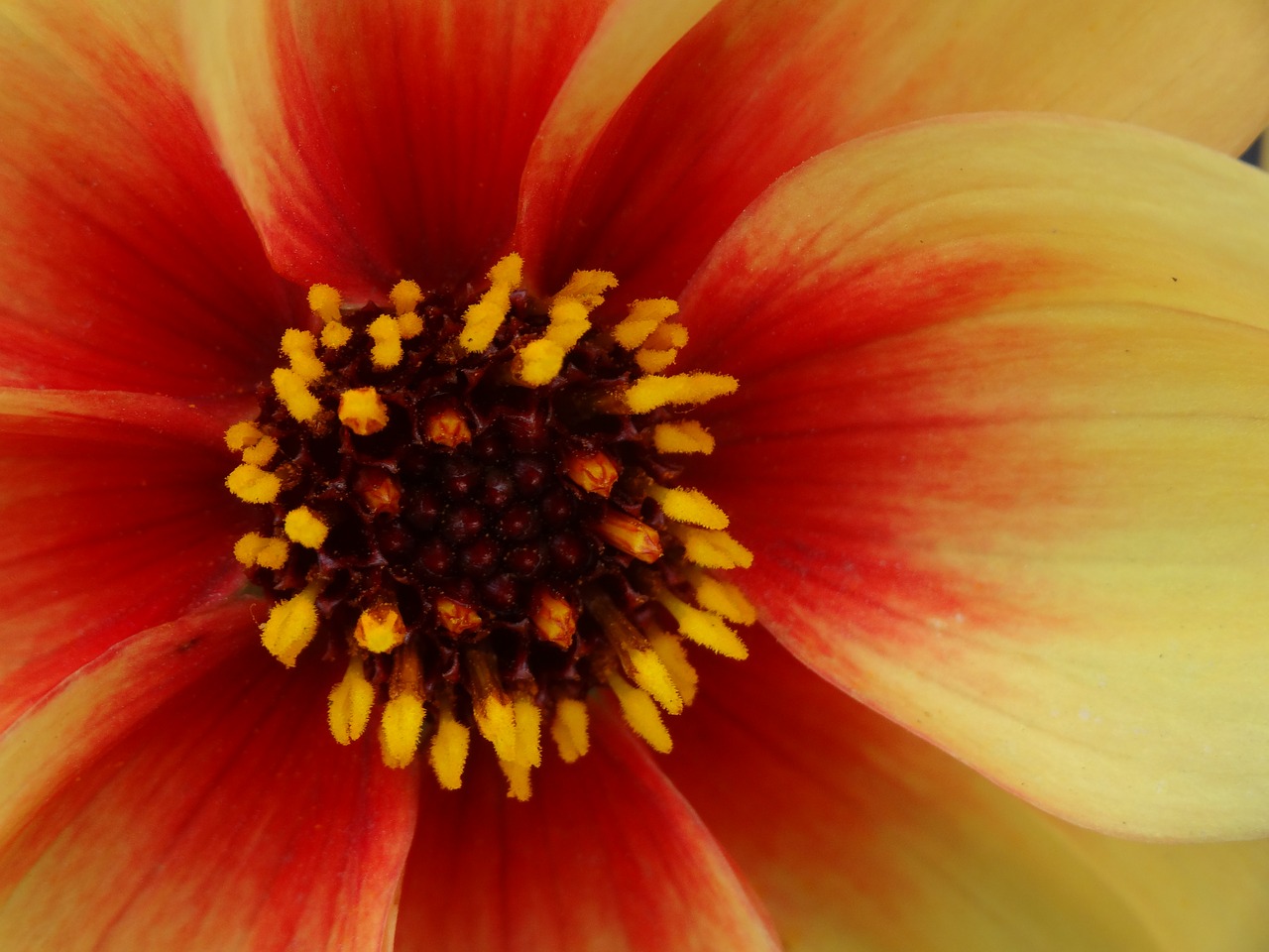 flower petals colorful free photo