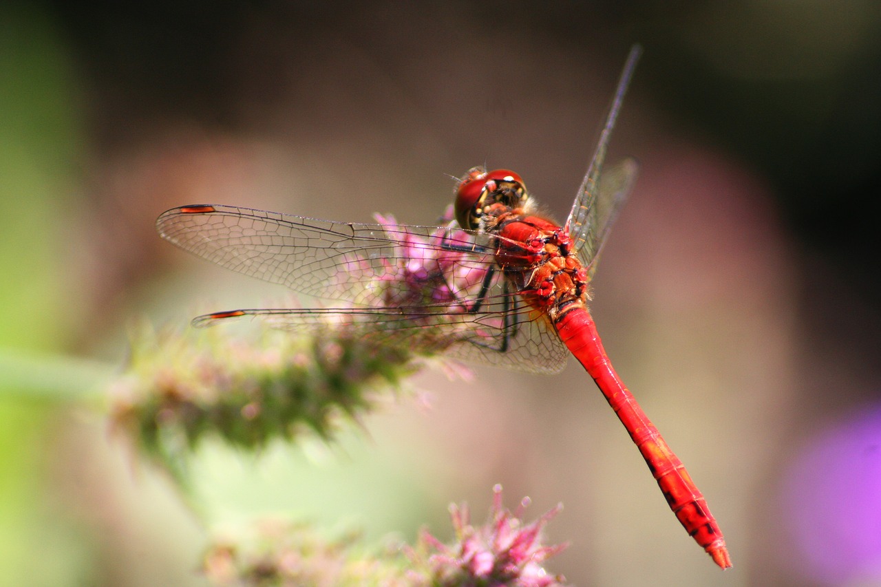 flower dragonfly spring free photo
