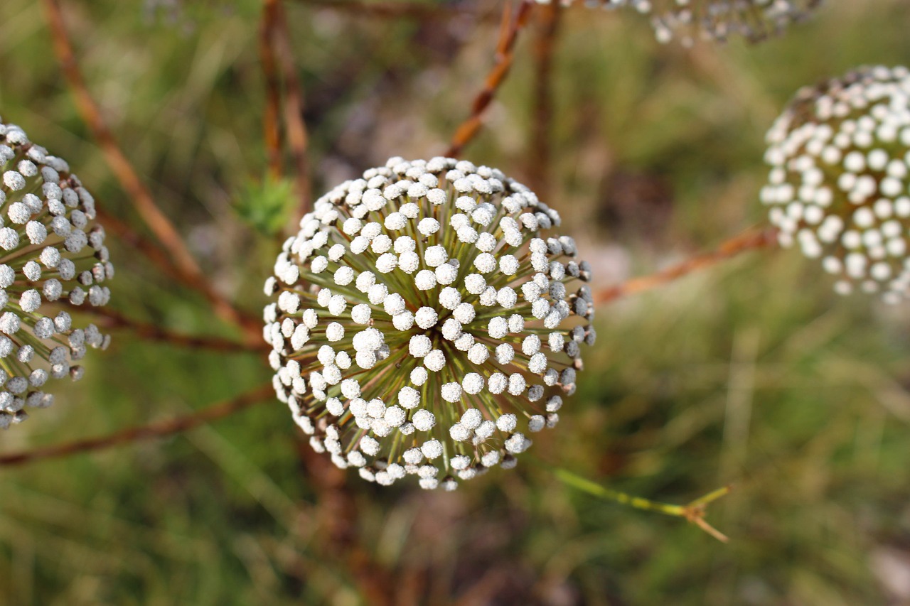 flower nature chuveirinho free photo