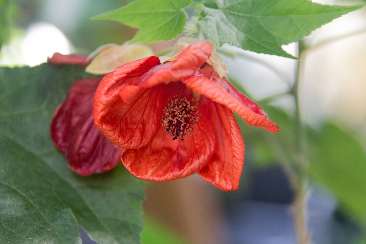 flower orange garden free photo