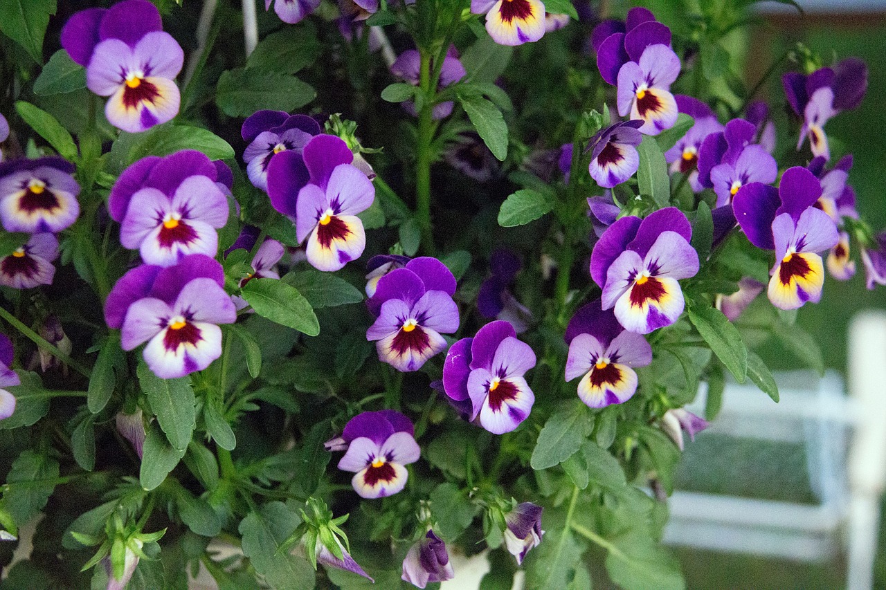 flower pansy purple free photo