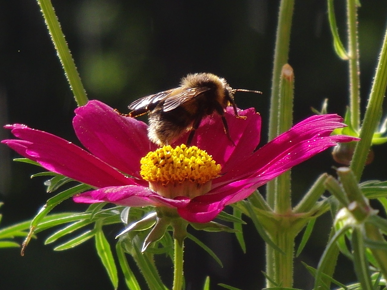 flower bee plant free photo