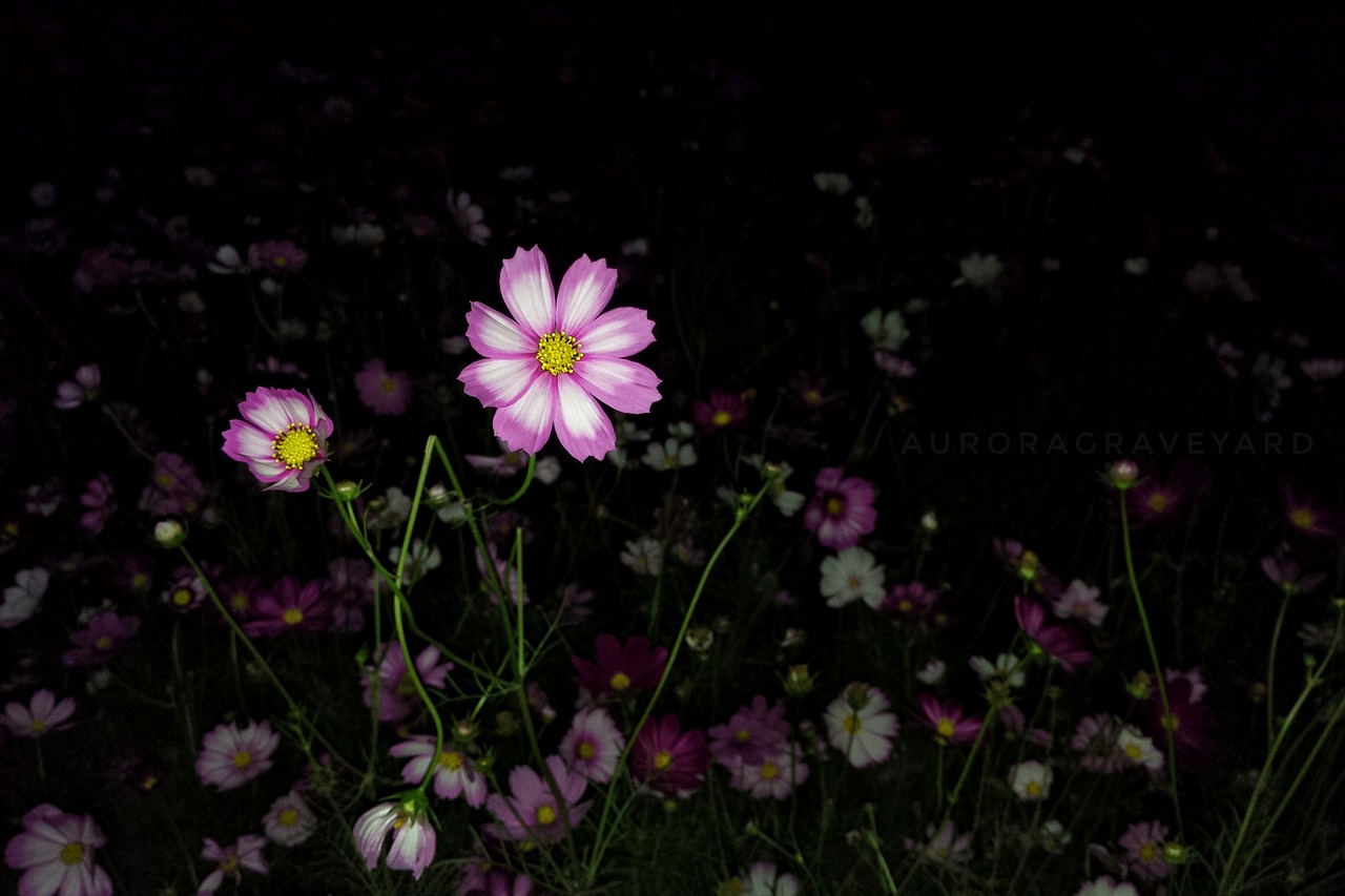 flower night aurora cemetery free photo