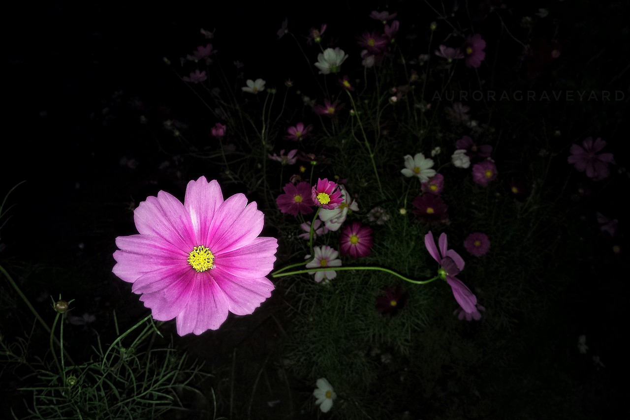 flower night aurora cemetery free photo