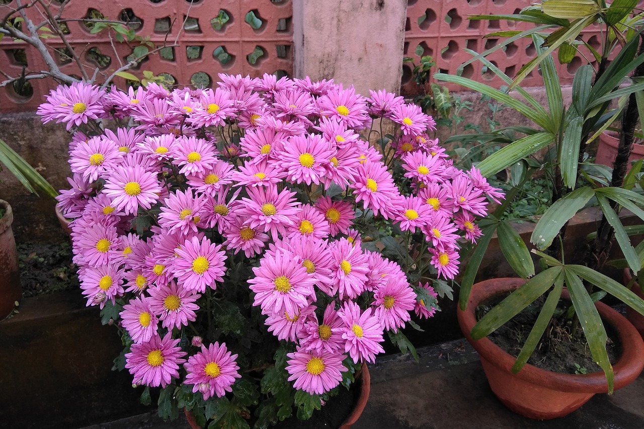 flower pink home garden free photo