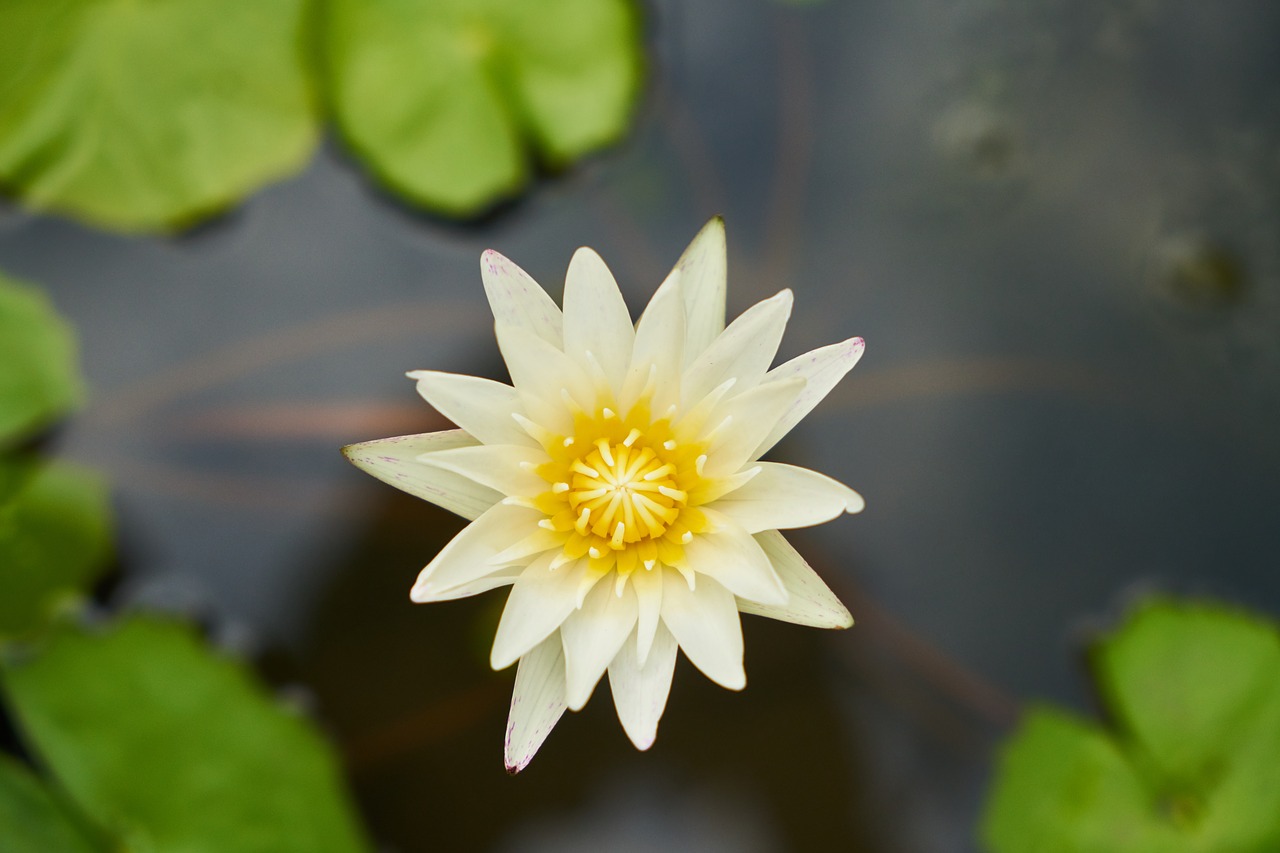 flower nature macro free photo