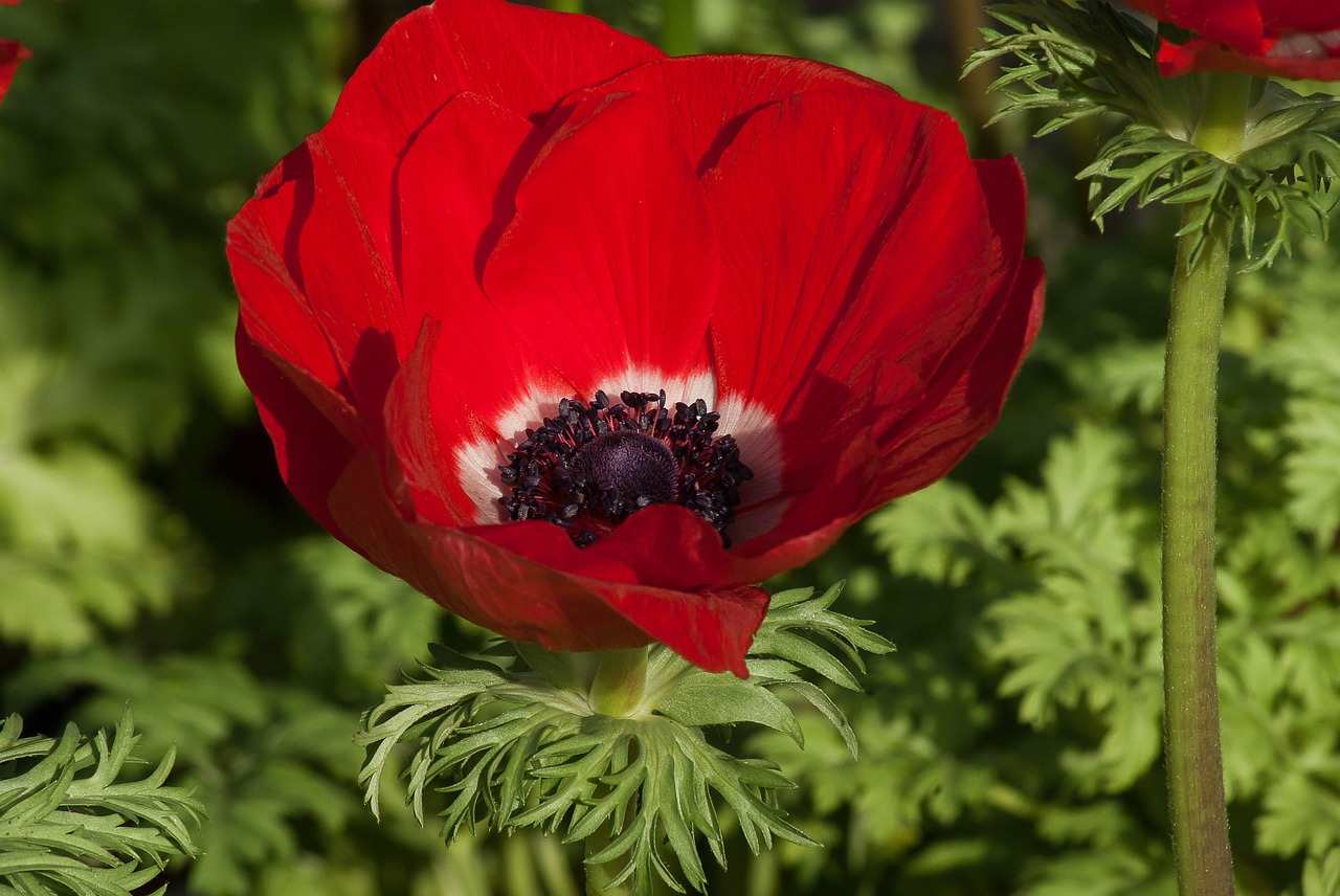 flower anemone spring free photo