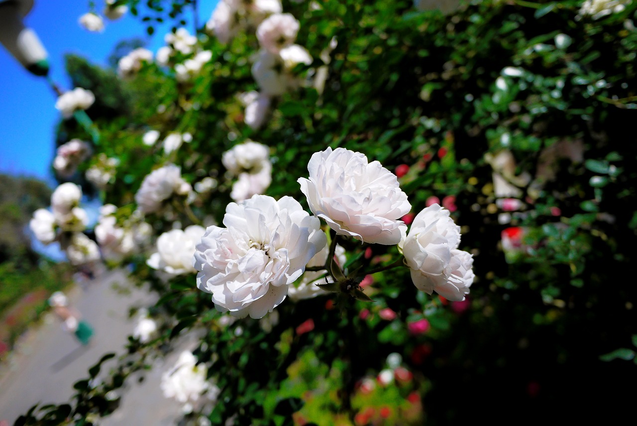 flower rose white free photo