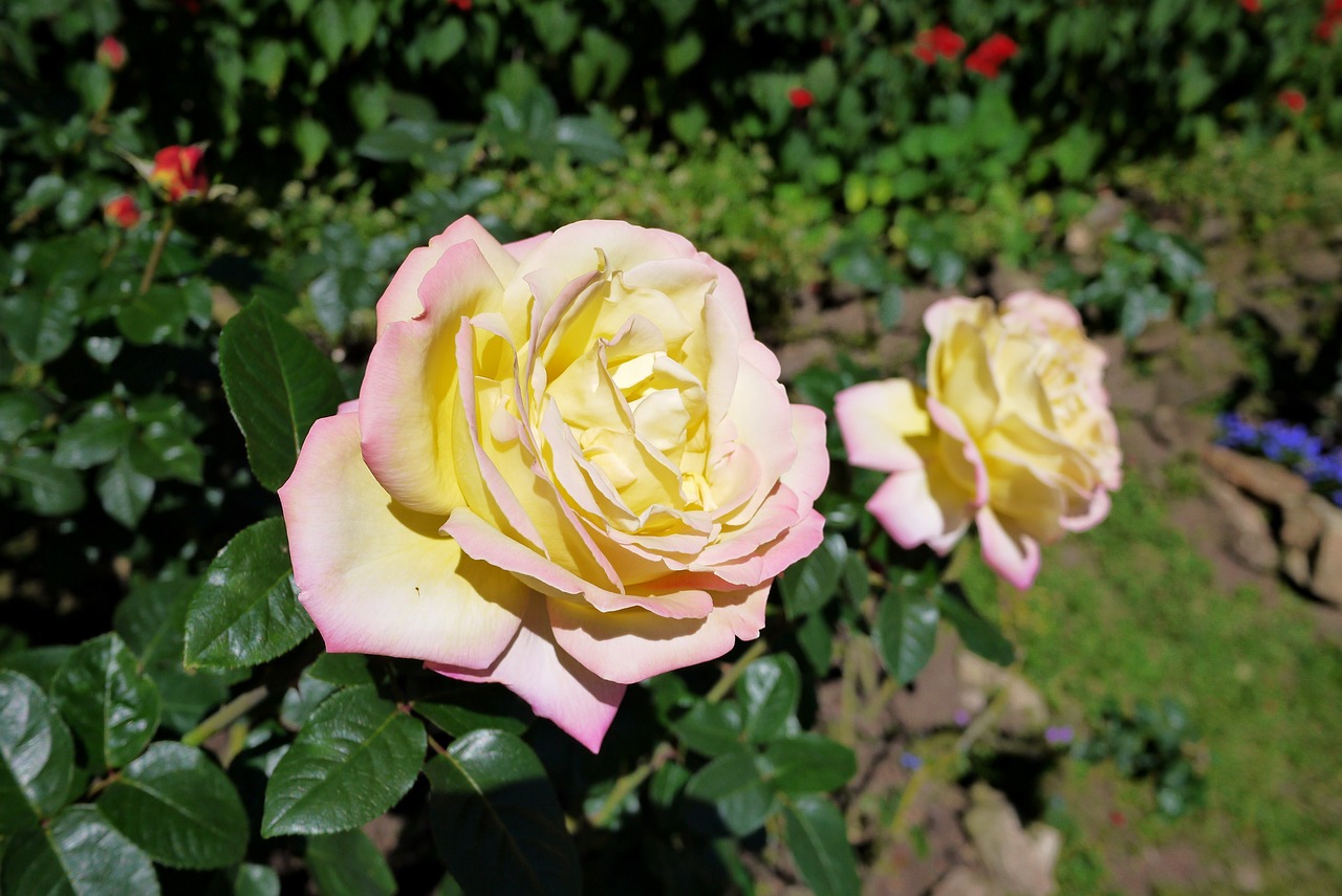 flower rose white free photo