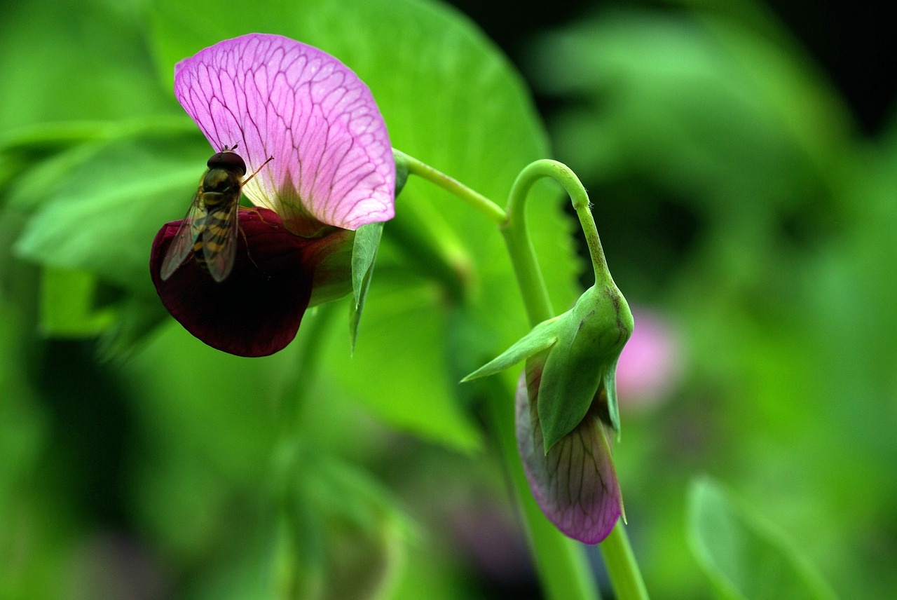 blossom bloom pea free photo